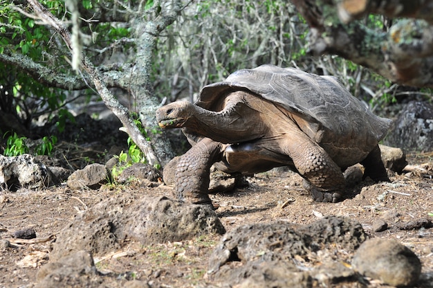 Żółw Galapagos