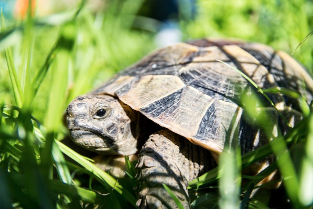 Żółw lądowy siedzi na trawie i wygrzewa się w słońcu. W zaroślach spaceruje dziki żółw.