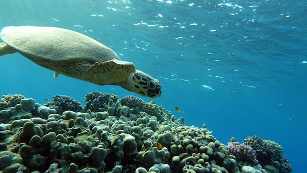 Zdjęcie Żółw morski szylkretowy cr gatunek żółwia szylkretowego eretmochelys imbricata