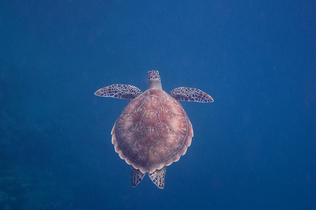 Żółw morski w niebieskiej wodzie