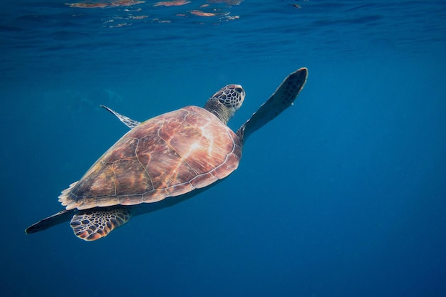 Żółw morski zbliża się do powierzchni