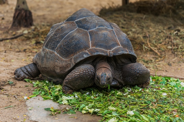 Żółw olbrzymi Aldabra (Aldabrachelys gigantea) jedzący zielony urlop