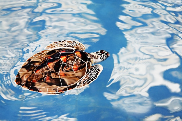 Żółw pływający w niebieskiej wodzie