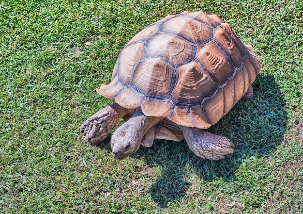 Żółw pustynny na trawie