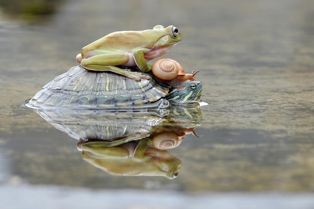 żółw ślimak z żabą w kałuży