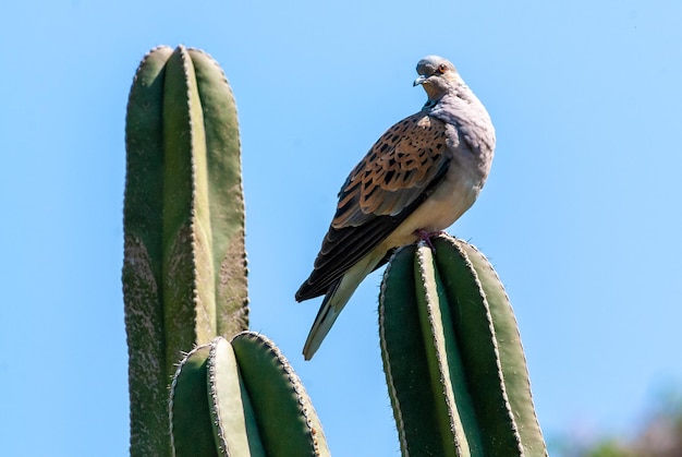 Żółw stoi na kaktusie w ogrodzie Majorelle w Marrakeszu Maroko