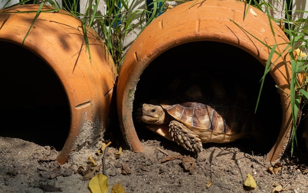 Żółw Sucata na ziemi