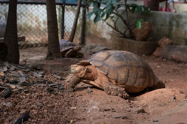 Żółw Sulcata, żółw afrykański (Geochelone sulcata) jest jednym z największych gatunków żółwi na świecie.