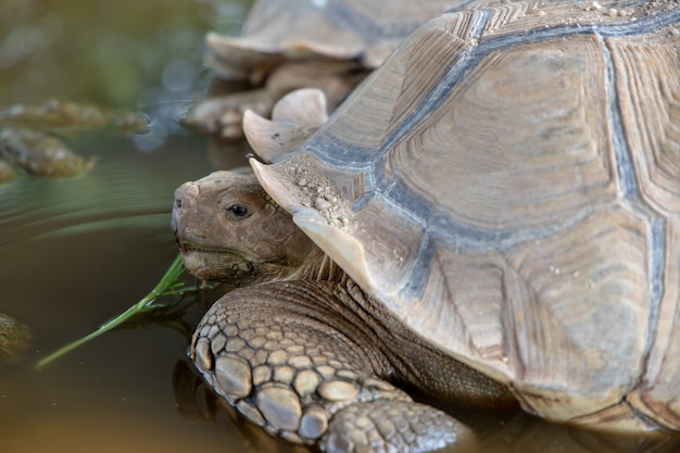 żółw sulcata