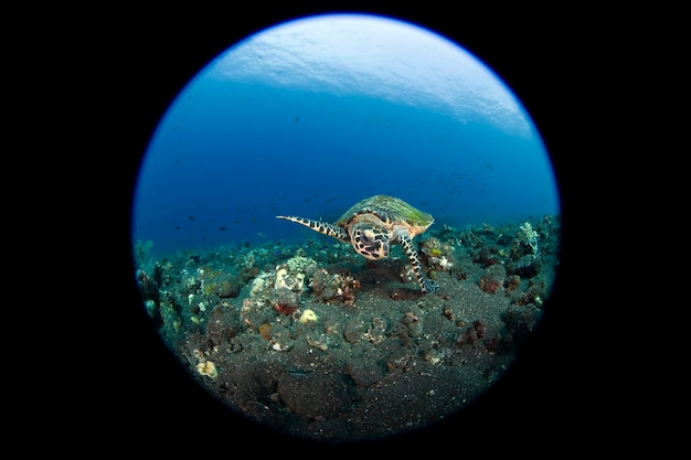 Żółw Szylkretowy Eretmochelys Imbricata Pływa Po Długiej Rafie Koralowej I Szuka Pożywienia