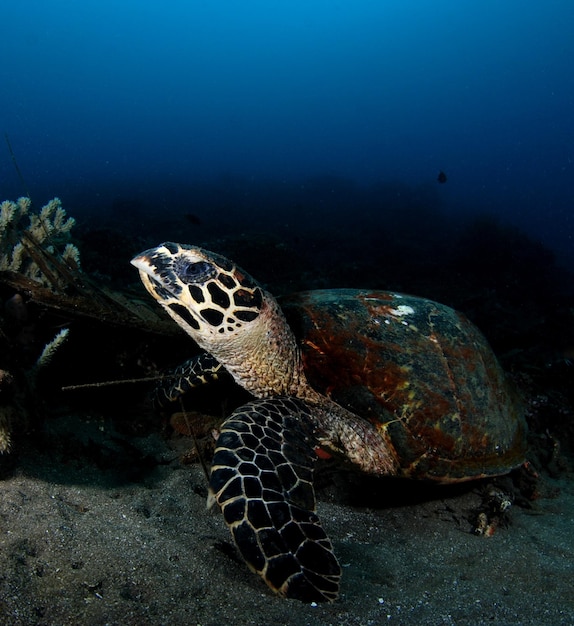 Żółw szylkretowy - Eretmochelys imbricata. Życie morskie Filipin.