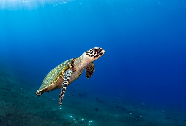 Żółw szylkretowy pływa wzdłuż raf koralowych. Życie morskie Bali, Indonezja.