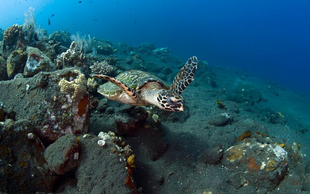 Żółw szylkretowy pływa wzdłuż raf koralowych. Życie morskie Bali, Indonezja.