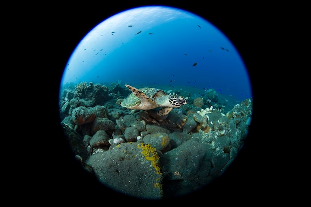 Żółw szylkretowy pływa wzdłuż raf koralowych. Życie morskie Bali, Indonezja.