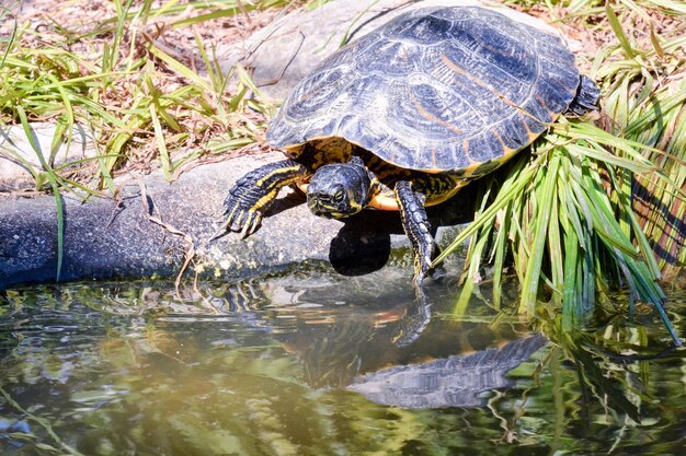 Żółw Trachemys Scripta Elegans