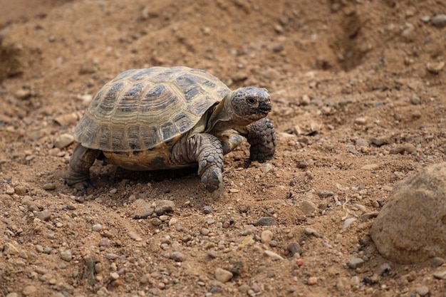 Żółw w piasku Agrionemys horsfieldii