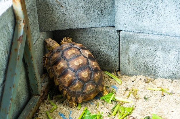 Żółw W Terrarium Z Cegły.