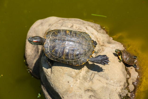 Żółw wygrzewa się na kłodzie na bagnach, robiąc zabawną pozę jogi