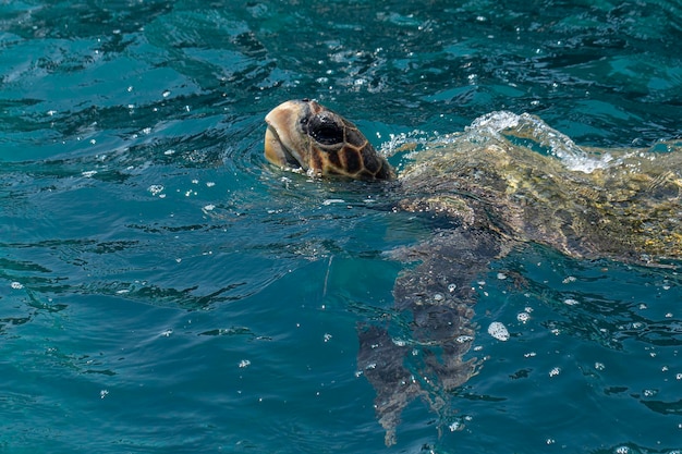 Żółw zielony Caretta caretta wychodzi na powierzchnię, aby oddychać