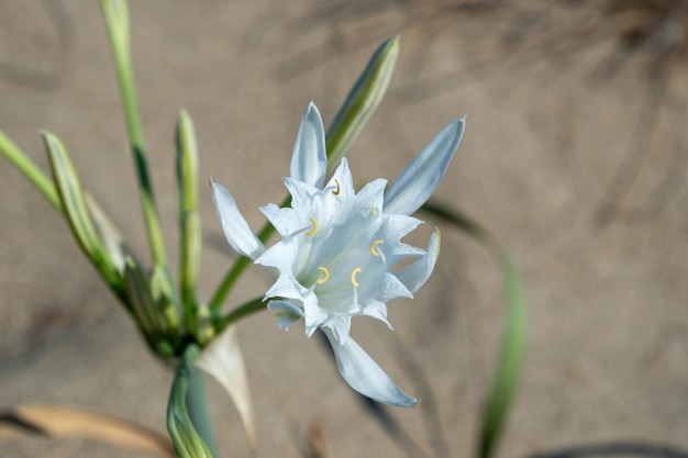 Żonkil morski Pancratium Maritimum Lilia św. Mikołaja Lilia morska Kwiat piaskowy, biała roślina kwitnąca