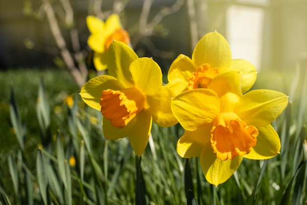 Żonkile w słonecznym wiosennym ogrodzie ładne żółte kwiaty