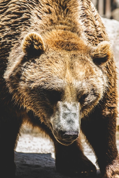 zoo, piękny i futrzany niedźwiedź brunatny, ssak