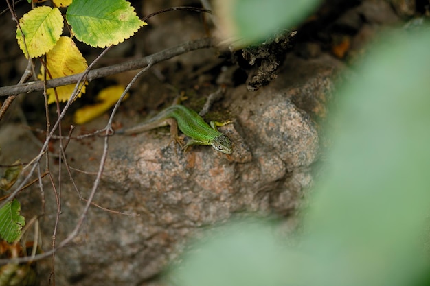 Zoologia Jaszczurki Na Wolności Lacertas Agilis Pełzają Po Skałach Wiosną Zbliżenie W Słońcu Z Rozmytym Tłem Jaszczurka Leżąca Na Skale