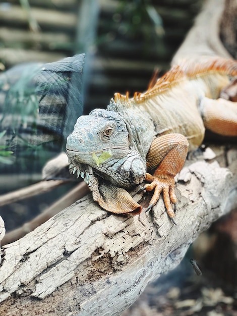 Zdjęcie zoologiczny ogród gadów