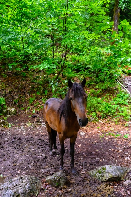 Źrebak w lesie tropikalnym