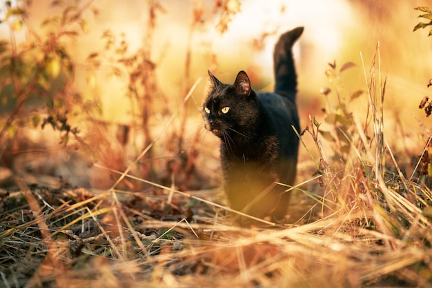 Zrelaksowany młody kot cieszący się słonecznym zielonym ogrodem Kot leży na ziemi Zrelaksowany czarny zwierzak w środowisku naturalnym