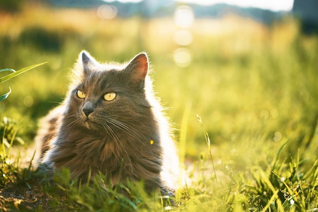 Zrelaksowany młody kot cieszy się słonecznym dniem w zielonym ogrodzie Zrelaksowane koty i słoneczny zielony ogród Przyjemna chwila w przyrodzie Młody kot domowy na spacerze na świeżym powietrzu