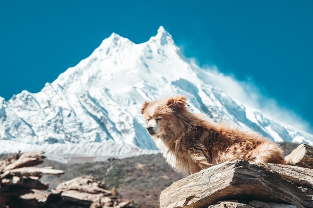 Zrelaksowany pies w słońcu na górze Manaslu w Nepalu