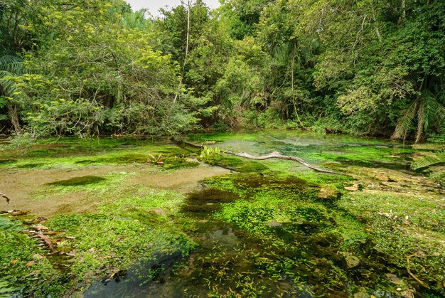 Źródło rzeki z czystą wodą w lesie deszczowym w Bonito Mato Grosso do Sul Brazylia