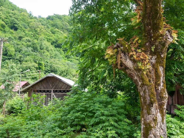 Zrujnowany opuszczony budynek w przyrodzie Ruiny starego domu