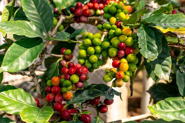 Zrzeźwione owoce kawy na drzewie kawy zbiórka kawy rolnictwo zbiórka kawy zdołana kawa znajdująca się wśród zieleni na gałęziach drzew