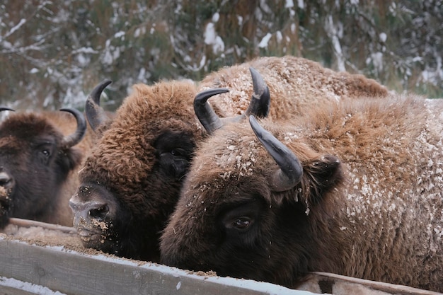 Zdjęcie Żubr (bison, bison bonus) w zimowym lesie. karmienie żubrów na wolności