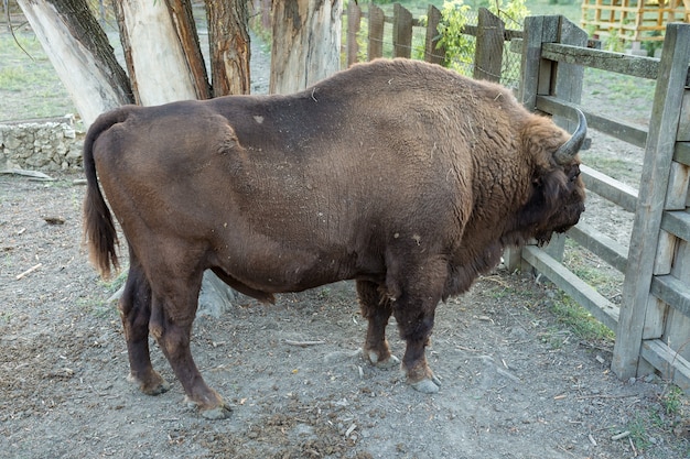 Żubr - Bison bonasus w rezerwacie mołdawskim.