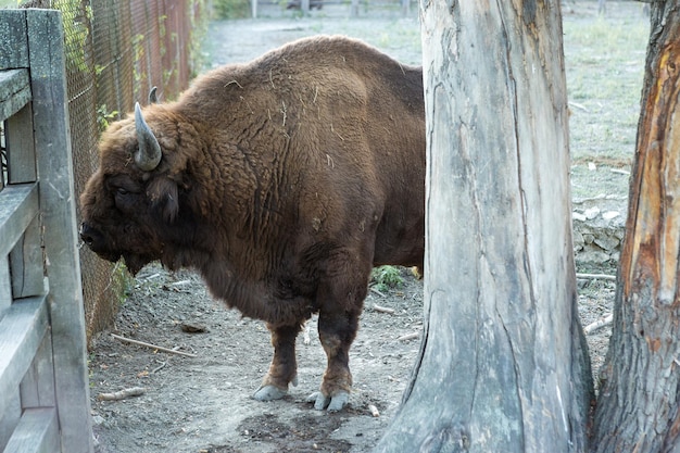 Żubr Bison bonasus xAw rezerwacie mołdawskim