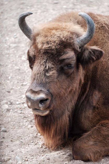 Żubr (Bison bonasus), zdjęcie pionowe