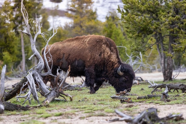 Żubr jedzący trawę w amerykańskim krajobrazie parku narodowego Yellowstone