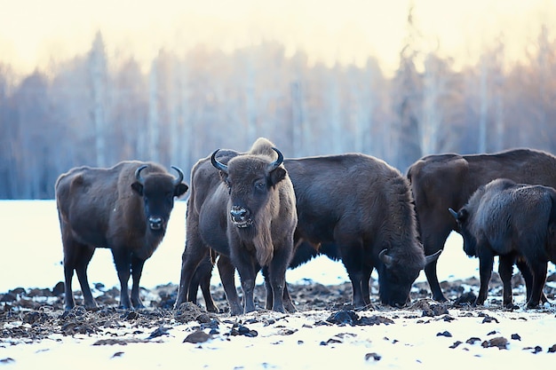 Żubr w przyrodzie / sezon zimowy, żubr na zaśnieżonym polu, duży byk bufalo