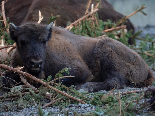 Żubr, żubr, żubr, żubr lub bawół (Bison bonasus) Sztokholm