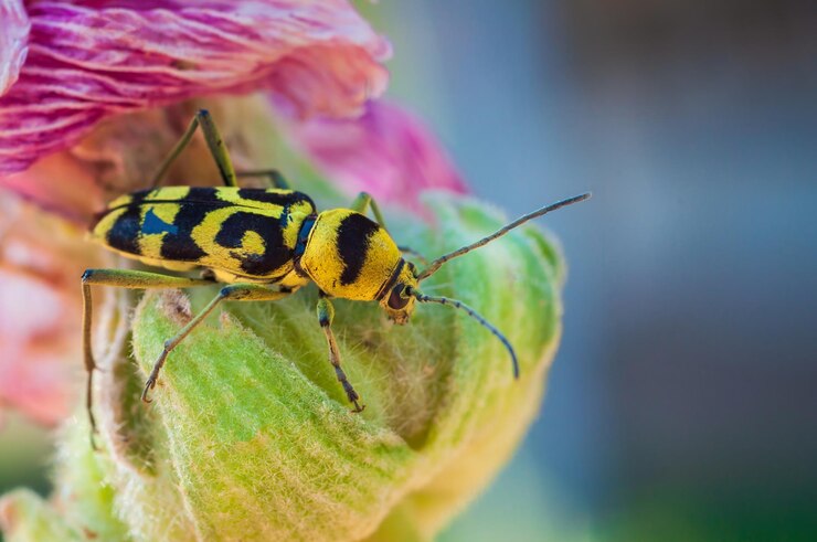 Zdjęcie żuk chlorophorus varius siedzi na kwiecie z jaskrawo żółtymi i czarnymi oznakami