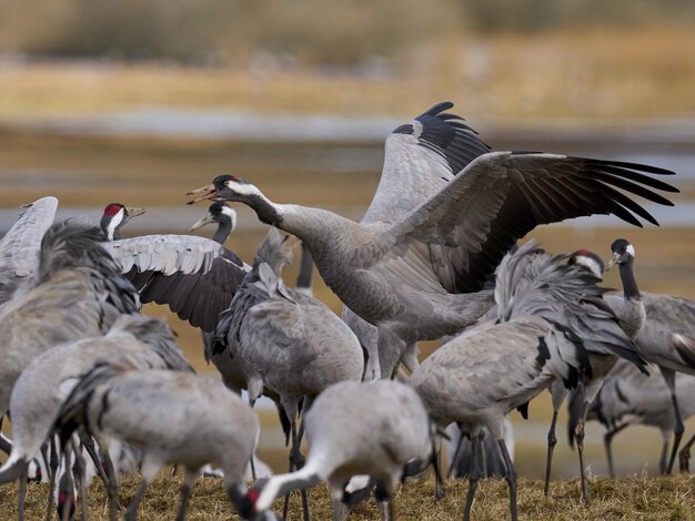 Żuraw Grus grus