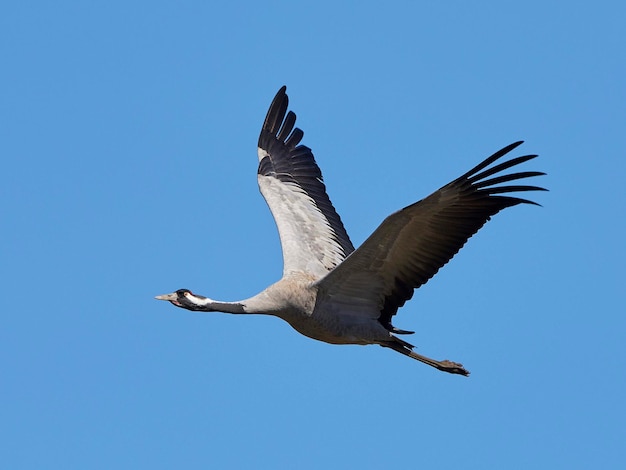 Zdjęcie Żuraw grus grus