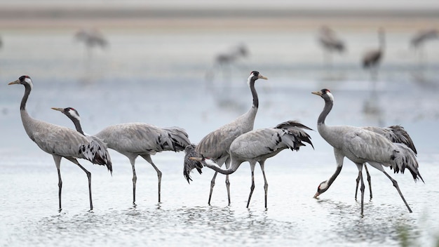 Żuraw zwyczajny lub żuraw eurazjatycki Grus grus Toledo Hiszpania