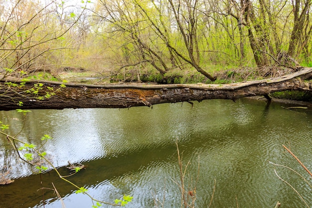 Zwalony pień drzewa jako most nad rzeką w zielonym lesie