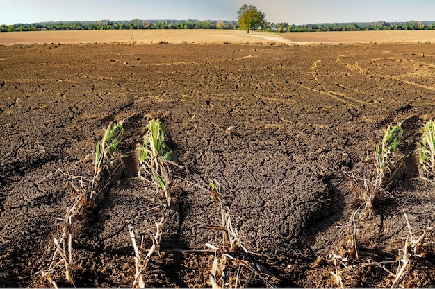 Zwiędłe uprawy i wyschnięta gleba na gospodarstwie w czasie długotrwałej suszy spowodowanej zmianą klimatu