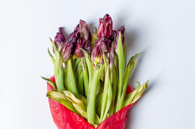 Zwiędły kwiat Zwiędłe tulipany w czerwonym opakowaniu Na jasnym tle