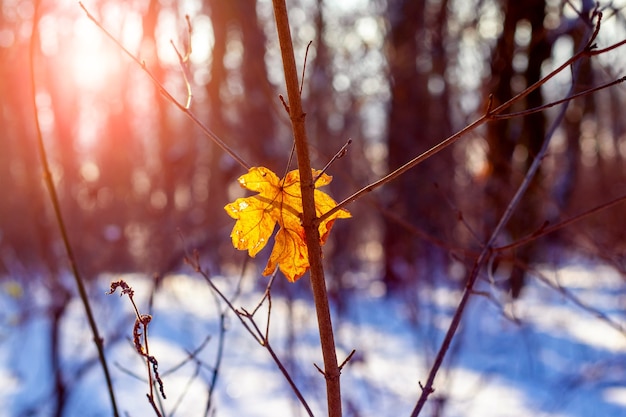 Zwiędły liść klonu w zimowym lesie na drzewie podczas zachodu słońca